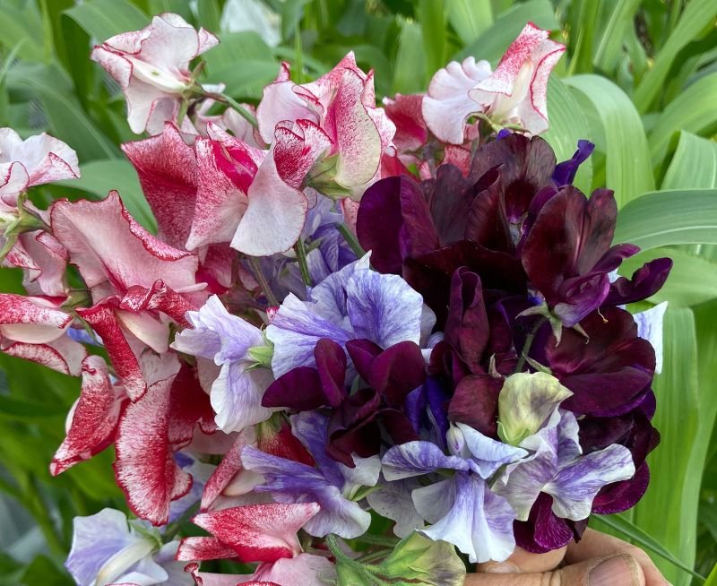 Bloemen