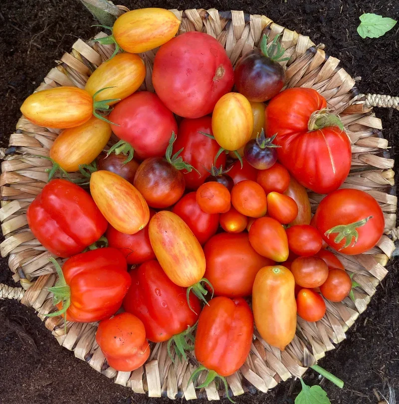 Oogst-tomaten-1